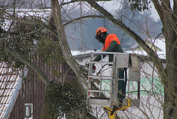 Reputed Tree Services In Paterson