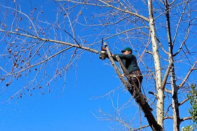 professional and reliable tree pruning service contractor in Patterson, NJ